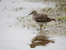 Little stint