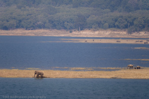 India | Uttarakandh | Jim Corbett