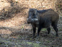 Wild boar