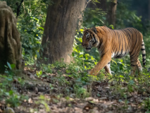 Bengal tiger