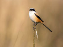 Long-tailed shrike