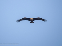 Gray-headed fish-eagle