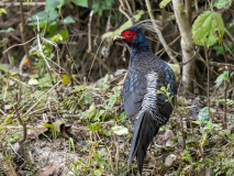 Kalij pheasant