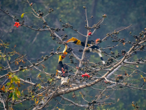 Great hornbill