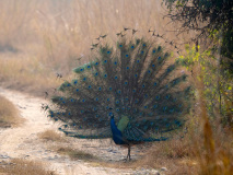 Indian peafowl