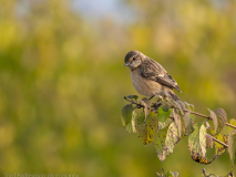 European stonechat