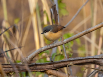 Ashy prinia