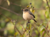 European stonechat