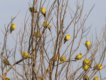 Yellow-footed green pigeons