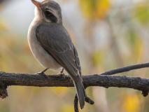 Common woodshrike