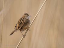 Zitting cisticola
