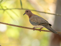 Laughing dove