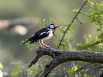 Asian pied starling