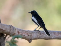 Oriental magpie-robin