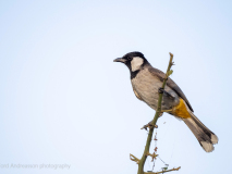 White-eared bulbul