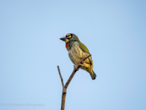 Coppersmith barbet