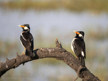 Asian pied starling