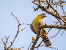 Yellow-footed green pigeon