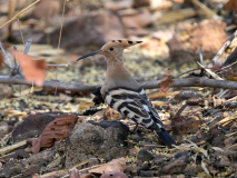 Hoopoe