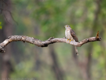 Common hawk-cuckoo