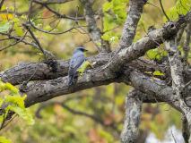 Large cuckooshrike