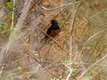 White-rumped shama