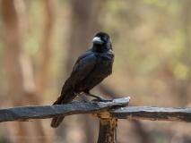 Large-billed crow