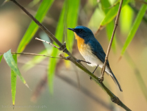 Tickell\'s blue flycatcher