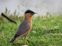Brahminy starling