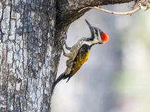 Black-rumped flameback