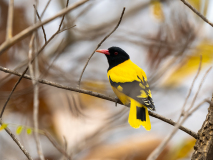 Black-hooded oriole
