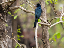 Greater racket-tailed drongo