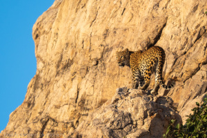 India | Rajastan | Ranthambore