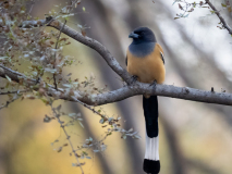 Rufous treepie