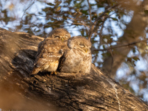 Spotted owlets