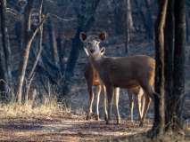 Sambar deer