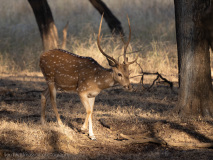 Spotted deer