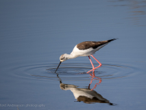Black-winged stilt