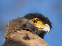Cested serpent eagle