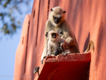 Gray langurs