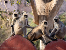 Gray langurs