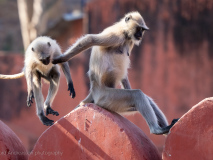 Gray langurs