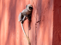 Gray langur