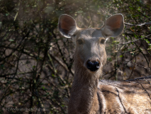 Sambar deer