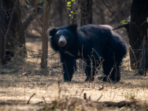 Sloth bear