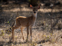 Spotted deer