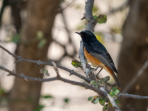 Black redstart