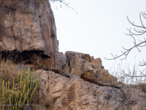 Leopard female and cubs