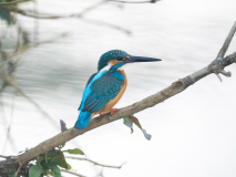 Common kingfisher