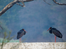 Black storks